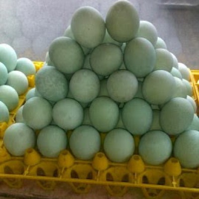 Telur Itik Hijau (30 units per Tray)