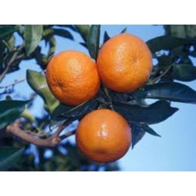 Nova Tangerine - South Africa (115 pcs per box)