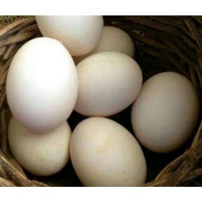 Telur Itik Putih (30 units per Tray)