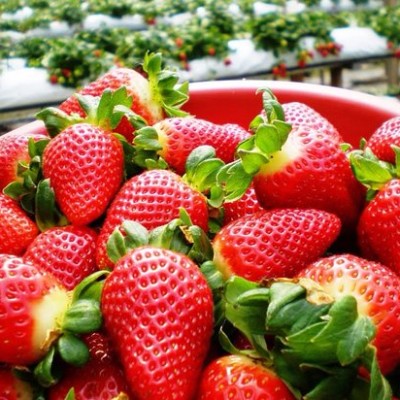 Strawberry (+ -250g) [KLANG VALLEY ONLY]