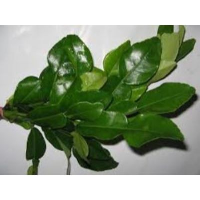 Lime Leaves, Daun Limau Purut (sold by kg)