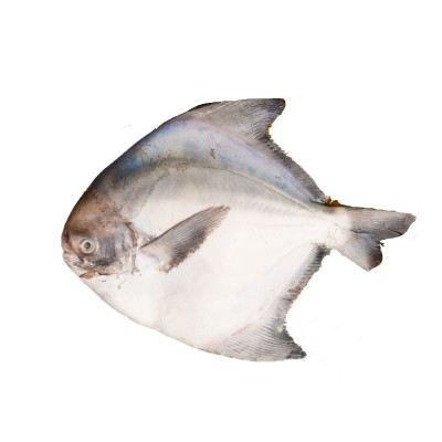 Chinese Pomfret (300g-390g) Sold by piece