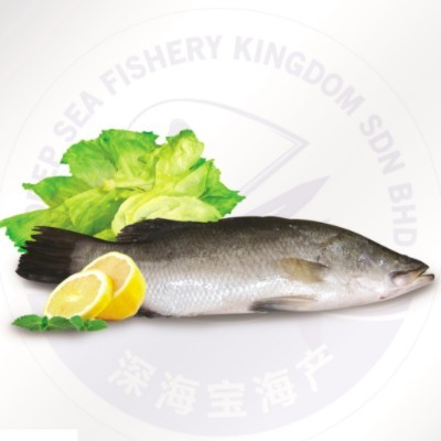 Sea Bass Fish 600g-800g (Sold Per Nos) (1 Units Per Outer)