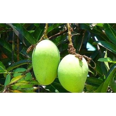 Thailand Young Green Mango (sold by kg)