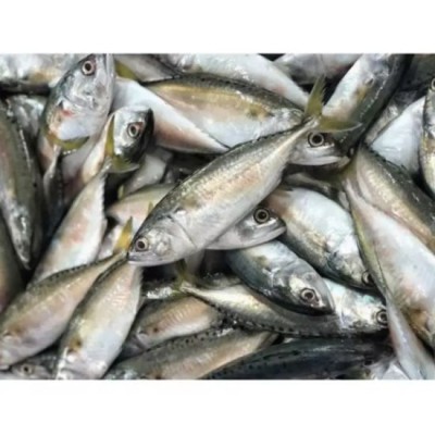 Frozen Ikan Kembong 1kg [KLANG VALLEY ONLY]