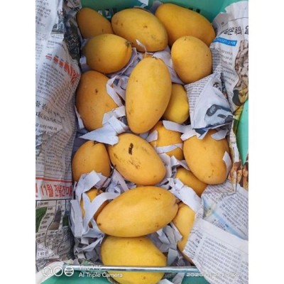 Mango Susu - THAILAND GRADE 10A 10kg