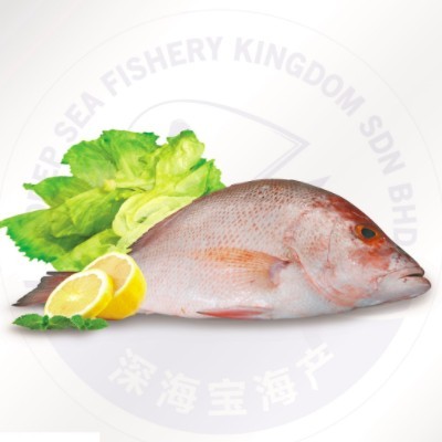 Red Snapper Fish 800g-1000g (Sold Per Kg) (15 Units Per Carton)