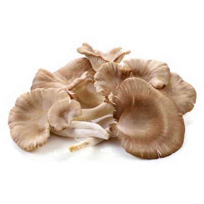 Oyster Mushroom (450-500gm) [KLANG VALLEY ONLY]