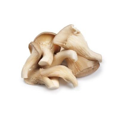 Oyster Mushroom (sold by kg)