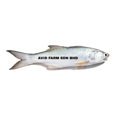 MY FISHMAN Threadfin   Senangin (Sold per KG)